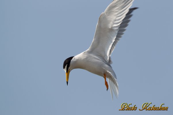 コアジサシ　Little Tern 