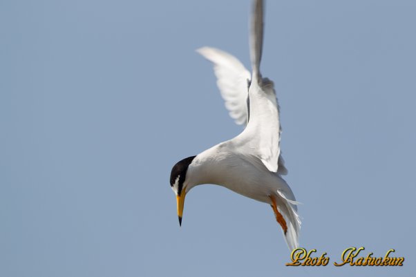 コアジサシ　Little Tern 