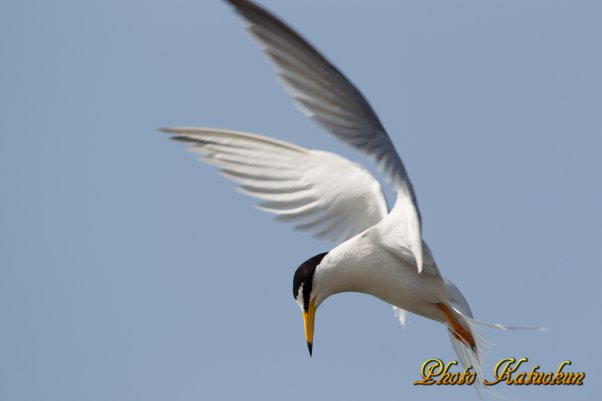 コアジサシ　Little Tern 