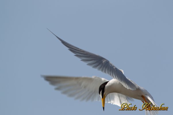 コアジサシ　Little Tern 