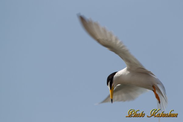 コアジサシ　Little Tern 