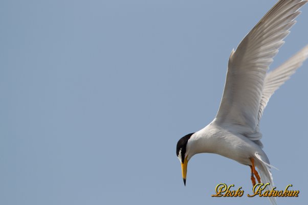 コアジサシ　Little Tern 