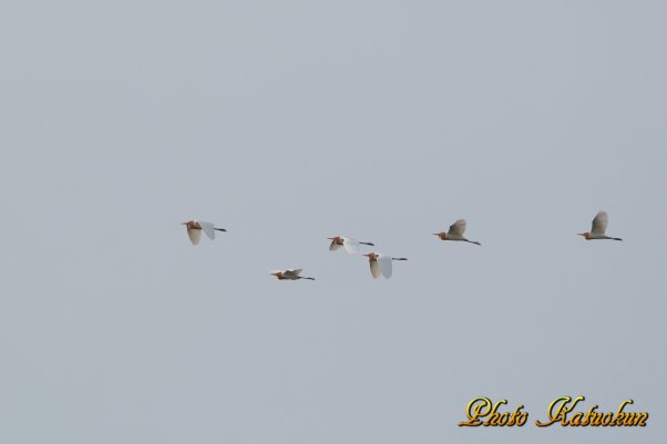 アマサギ　Cattle Egret