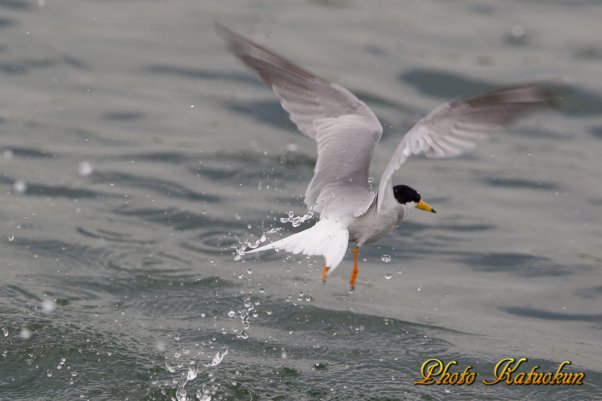 コアジサシ　Little Tern 