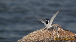 コアジサシ　求愛給餌　 （動画からの抜き）