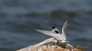 コアジサシ　求愛給餌　 （動画からの抜き）