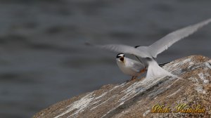 コアジサシ　求愛給餌　 （動画からの抜き）