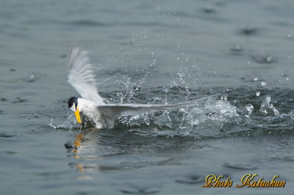 Little tern is jumped from the water for predation. 