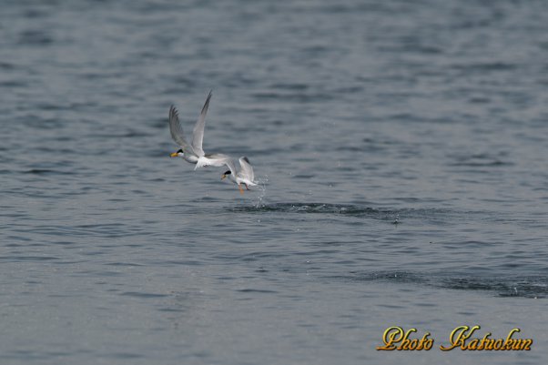 コアジサシ　Little tern is jumped from the water surface after predation. 