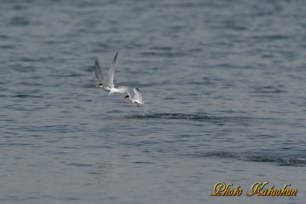 コアジサシ　Little tern is jumped from the water surface after predation. 