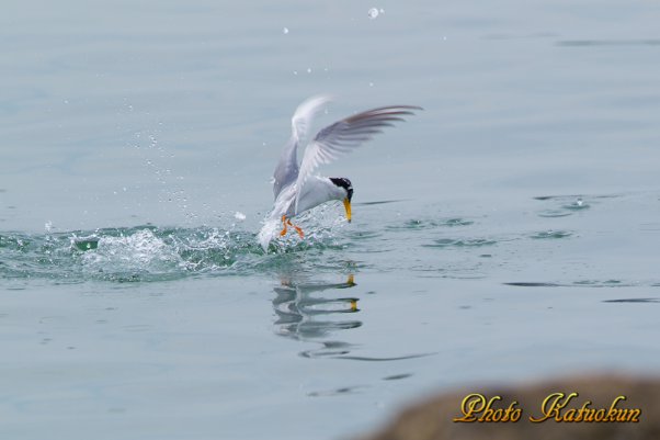 コアジサシ　Little tern is jumped from the water surface after predation. 