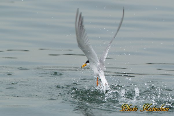 コアジサシ　Little tern is jumped from the water surface after predation. 