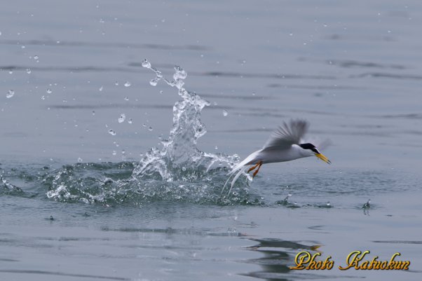 コアジサシ　Little tern is jumped from the water surface after predation. 