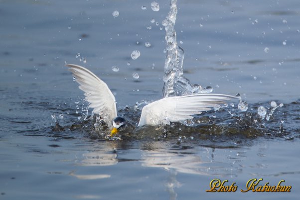 コアジサシ　Little tern is jumped from the water surface after predation. 