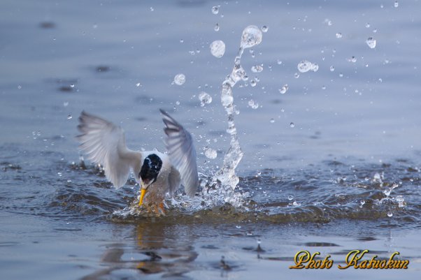 コアジサシ　Little tern　　※　Canon Eos-1D Mark IV + EF800 F5.6L IS USM