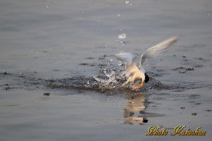 コアジサシ　Little tern　　※　Canon Eos-1D Mark IV + EF800 F5.6L IS USM