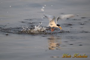 コアジサシ　Little tern　　※　Canon Eos-1D Mark IV + EF800 F5.6L IS USM