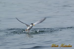 コアジサシ　Little tern　　※　Canon Eos-1D Mark IV + EF400 F2.8L IS II USM + EXTENDER EF1.4×III