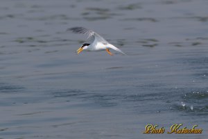 コアジサシ　Little tern　　※　Canon Eos-1D Mark IV + EF400 F2.8L IS II USM + EXTENDER EF1.4×III