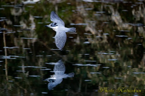 ヤマセミ　Crested Kingfisher　写り込み EF540