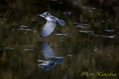 ヤマセミ　Crested Kingfisher　写り込み