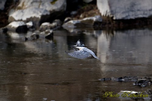 ヤマセミ　Crested Kingfisher　スロー飛行後　急停止