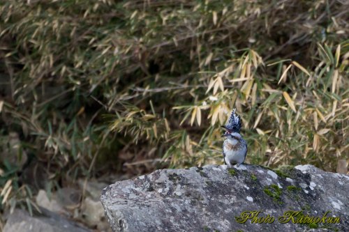 ヤマセミ　Crested Kingfisher　メス呼び