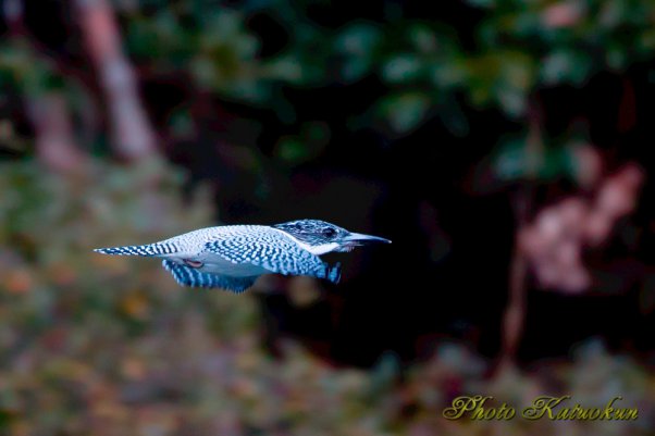 ヤマセミ　Crested Kingfisher　3Ｄ