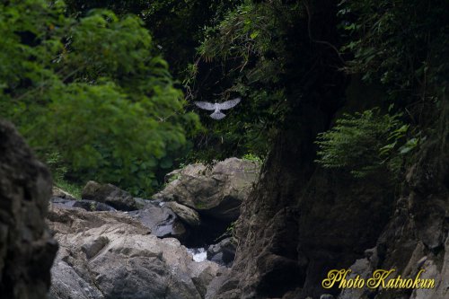 ヤマセミ　Crested Kingfisher