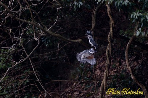 ヤマセミ　Crested Kingfisher