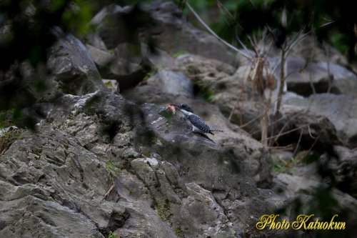 Crested Kingfisher 