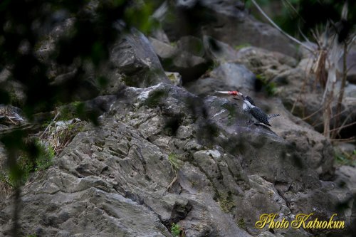 Crested Kingfisher 