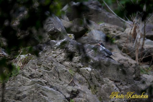 Crested Kingfisher 