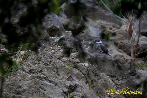 Crested Kingfisher 