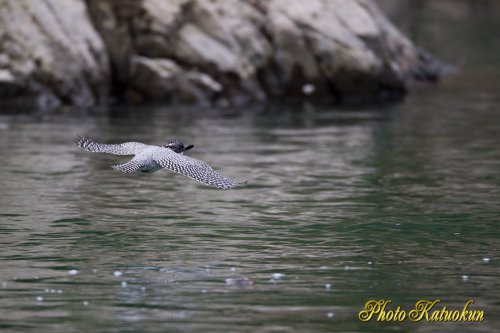 Crested Kingfisher 