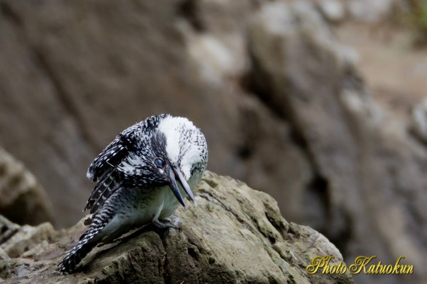 Crested Kingfisher EF800 F5.6L