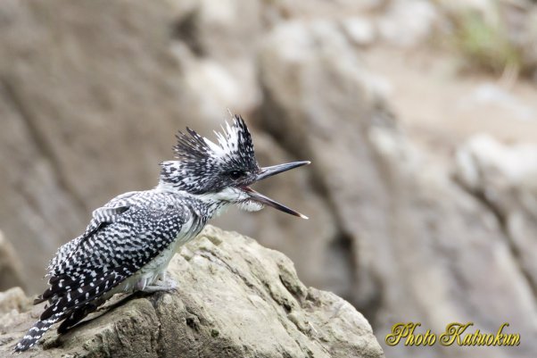 Crested Kingfisher (EF800 F5.6L)