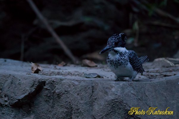 ヤマセミ　Crested Kingfisher　EF800 F5.6Ｌ