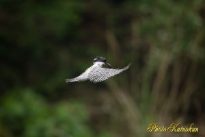 ヤマセミ　Crested Kingfisher