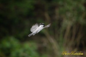 ヤマセミ　Crested Kingfisher