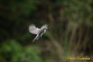 ヤマセミ　Crested Kingfisher