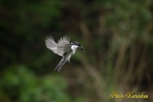 ヤマセミ　Crested Kingfisher