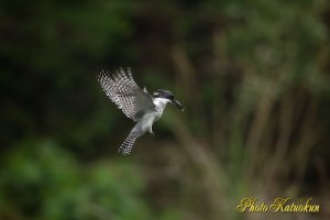 ヤマセミ　Crested Kingfisher