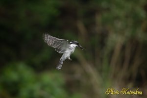 ヤマセミ　Crested Kingfisher