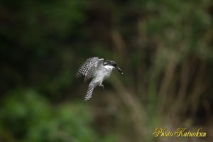 ヤマセミ　Crested Kingfisher