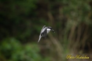 ヤマセミ　Crested Kingfisher