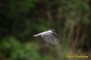 ヤマセミ　Crested Kingfisher