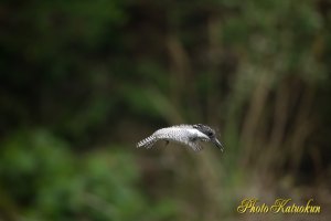 ヤマセミ　Crested Kingfisher