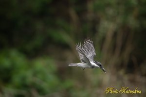 ヤマセミ　Crested Kingfisher