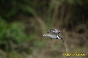 ヤマセミ　Crested Kingfisher